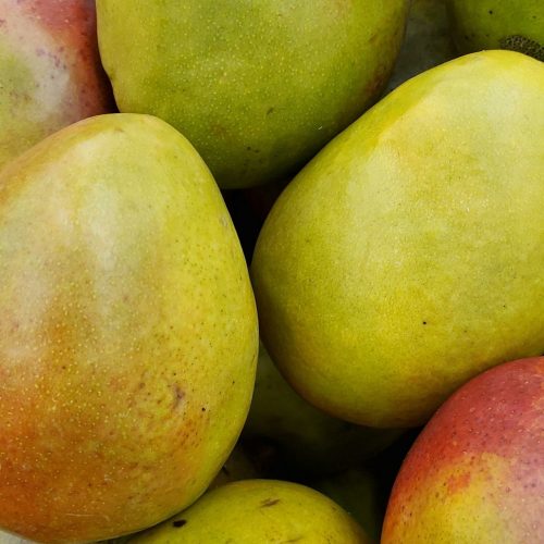 Jak posadzić mango z pestki i cieszyć się własnymi owocami