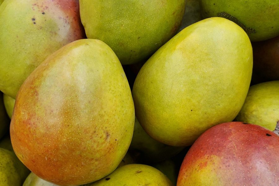 Jak posadzić mango z pestki i cieszyć się własnymi owocami