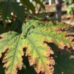 zasychanie brzegów liści