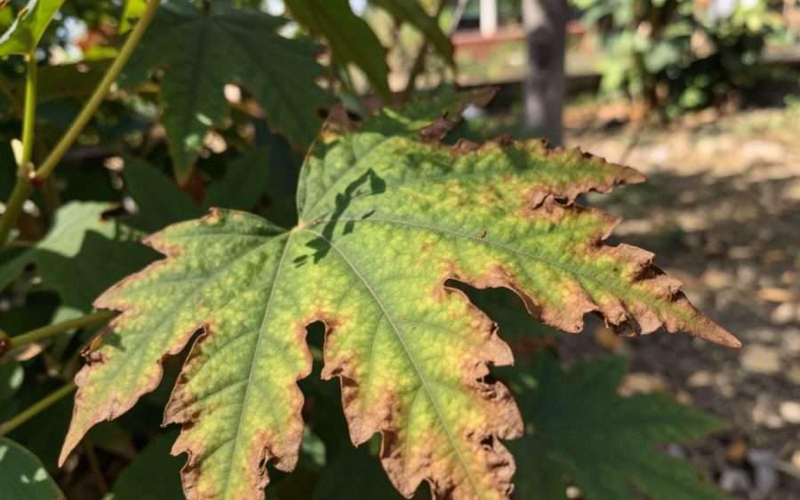 Zasychanie brzegów liści: przyczyny i skutki dla roślinności