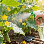 czym pryskać ogórki na mączniaka
