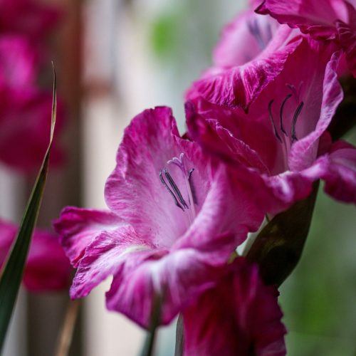 Jak sadzić mieczyki, aby były stabilne i pięknie kwitły