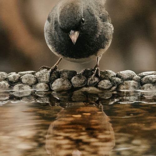 Jak zrobić fajne poidełko dla ptaków i przyciągnąć skrzydlatych gości