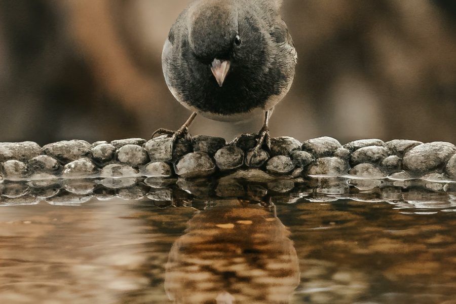 Jak zrobić fajne poidełko dla ptaków i przyciągnąć skrzydlatych gości